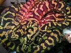 Teppichpython